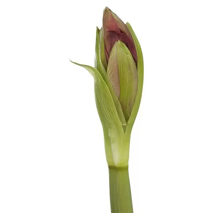 Piardino Amaryllis - Hippeastrum in Sorten, Topfgröße: 10 cm, Rosa/Rot/Weiß - Detailaufnahme