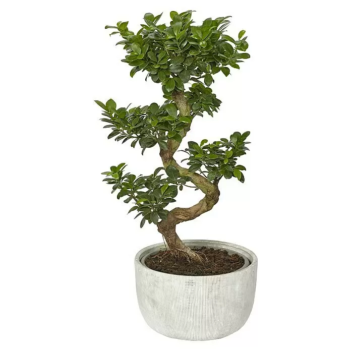 Piardino Chinesische FeigeFicus microcarpa 'Ginseng', Topfgröße: 36 cm Front View