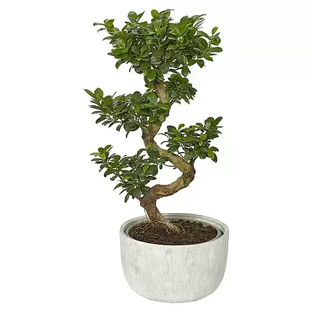 Piardino  Chinesische Feige