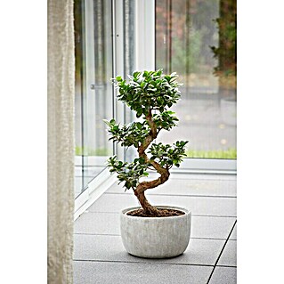 Piardino Bonsai Ficus Ginseng (Ficus microcarpa 'Ginseng', Topfgröße: 30 cm, Grün)