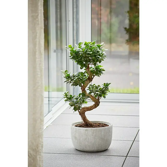 Piardino Chinesische FeigeFicus microcarpa 'Ginseng', Topfgröße: 36 cm Mood Shot