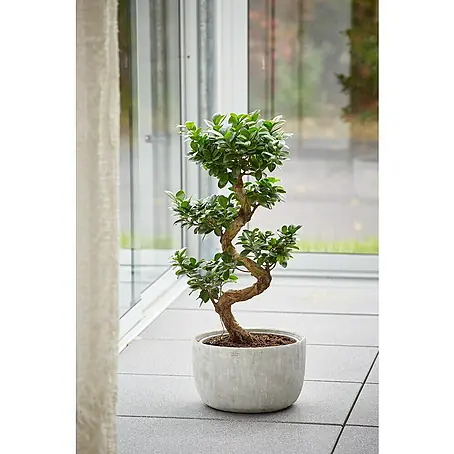 Piardino Bonsai Ficus Ginseng