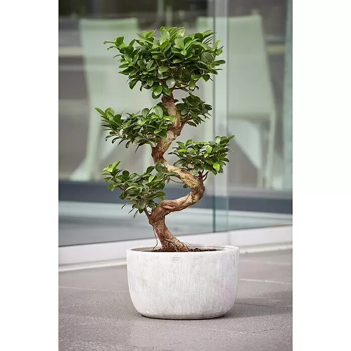 Piardino Chinesische FeigeFicus microcarpa 'Ginseng', Topfgröße: 36 cm Mood Shot