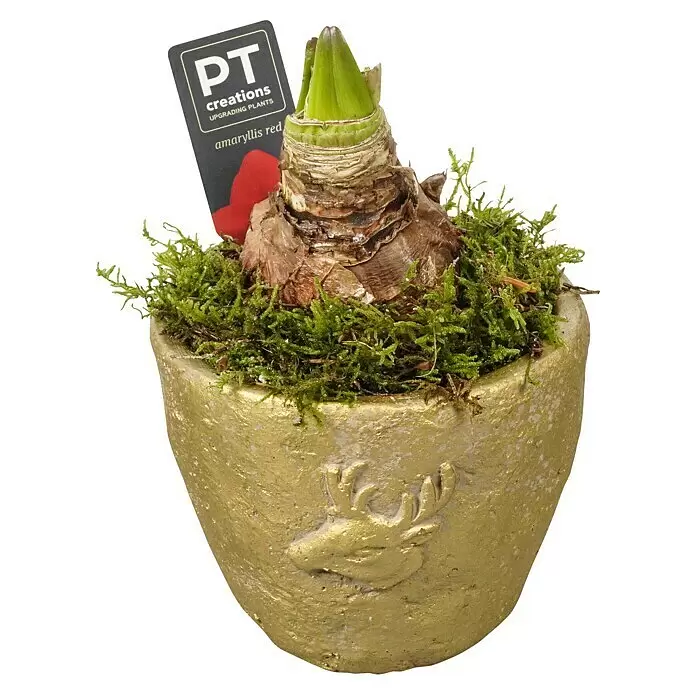 Piardino Zimmerpflanzen-ArrangementGold, Topfgröße: 15 cm