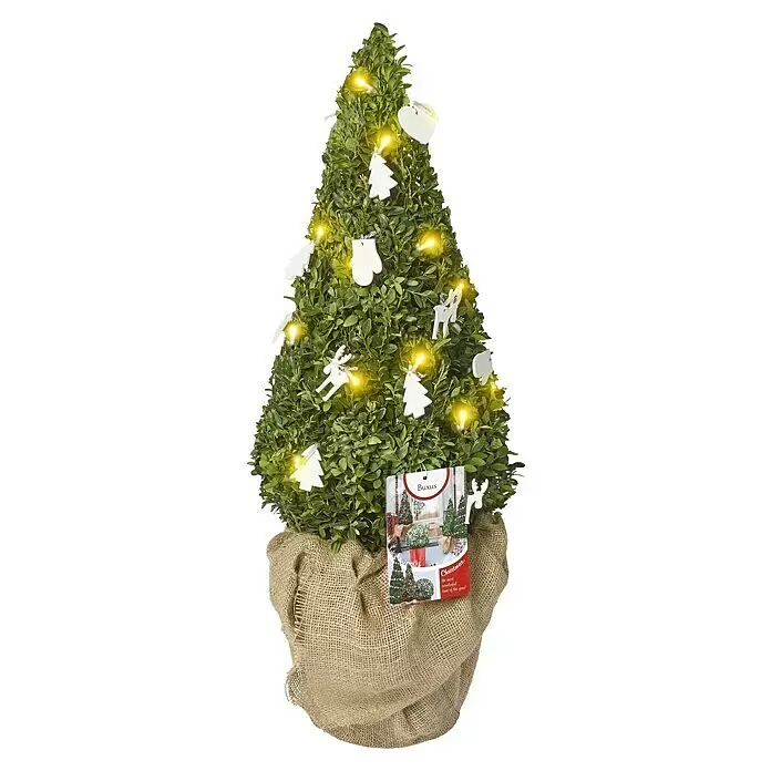 Piardino Garten-Arrangement mit Deko und Lichtern - Buchs, Bot. Buxus sempervirens, 5 l - Vorderansicht
