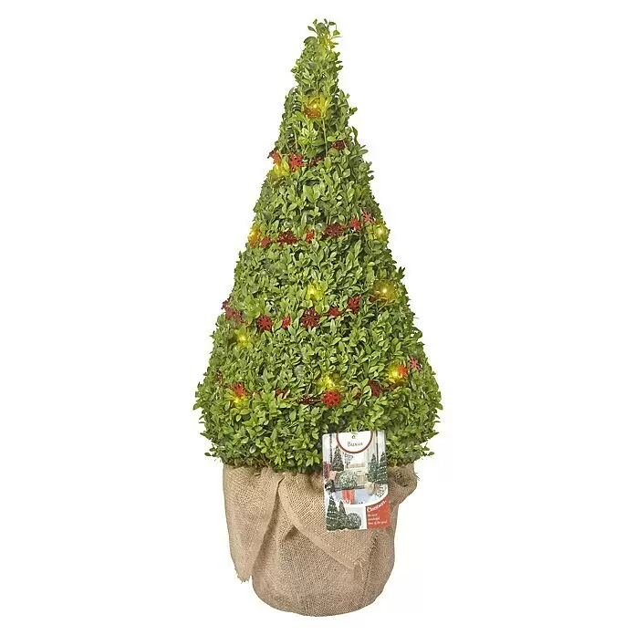 Piardino Garten-Arrangement mit Deko und Lichtern - Buchs, Bot. Buxus sempervirens, 5 l - Vorderansicht