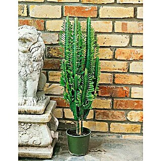 Cactus Catedral (Euphorbia Trigona)