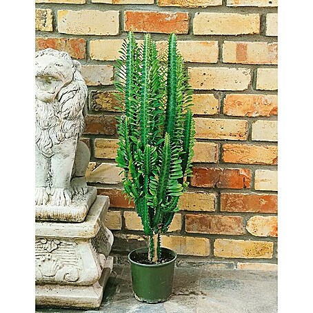 Cactus Catedral (Euphorbia Trigona)