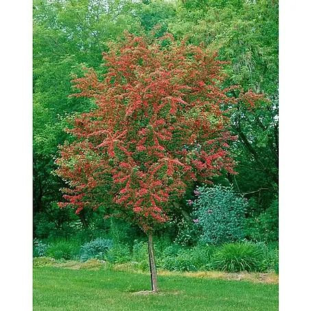 Espino de fuego