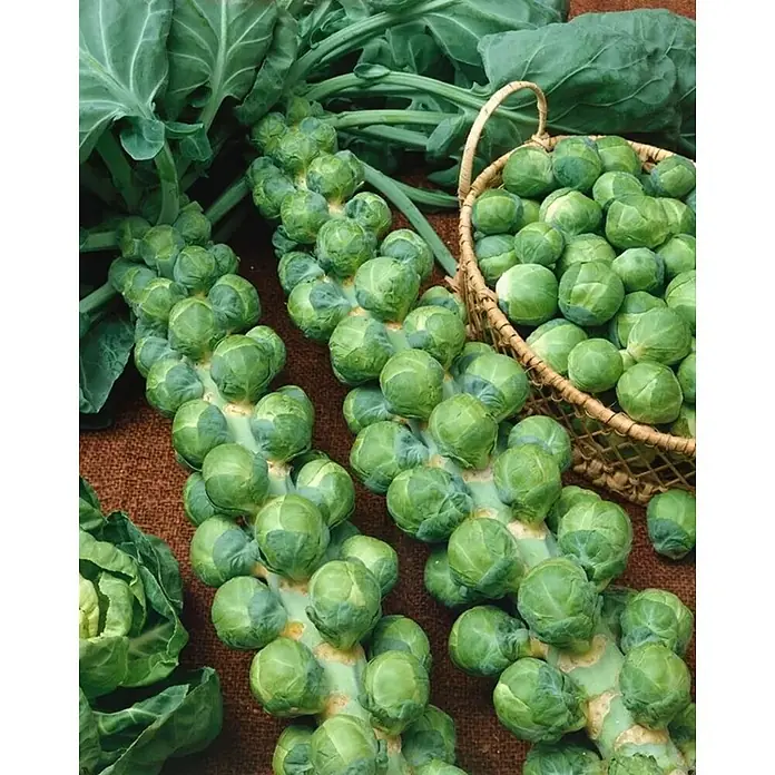 Piardino Coles de bruselas - Brassica oleracea - Coles de Bruselas frescas en la rama y en una canasta. Verduras de invierno verdes, saludables y nutritivas para una comida deliciosa.