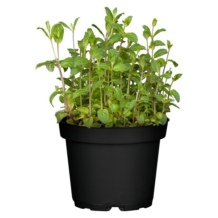 Piardino Pfefferminze Bio (Topfgröße: 12 cm)