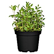 Piardino Pfefferminze Bio (Topfgröße: 12 cm)