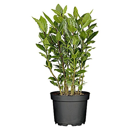 Piardino Lorbeer Lorbeerbaum