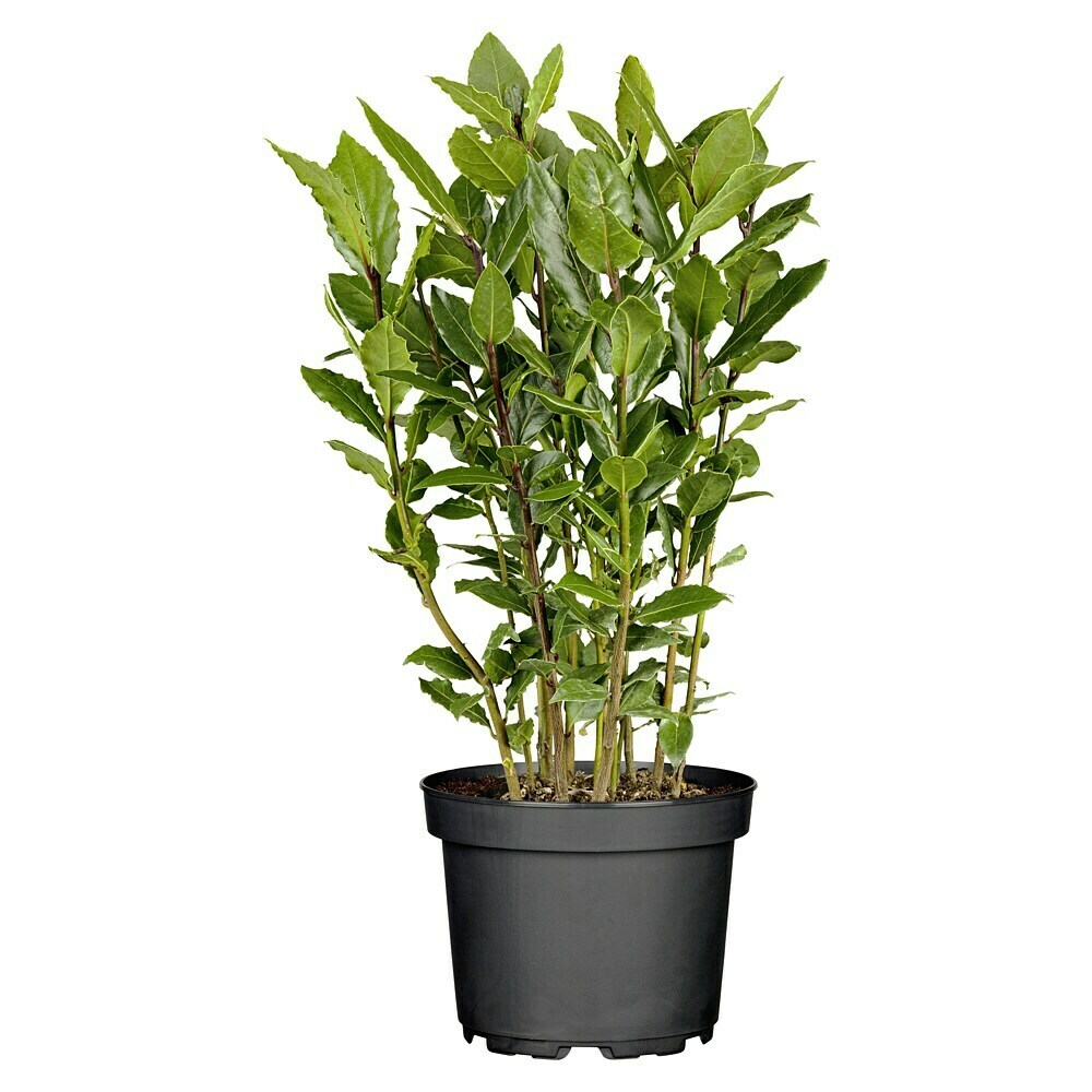 monstera for sale Monstera Thai Constellation in 6” Pot | Rare Variegated Thai Monstera for  sale