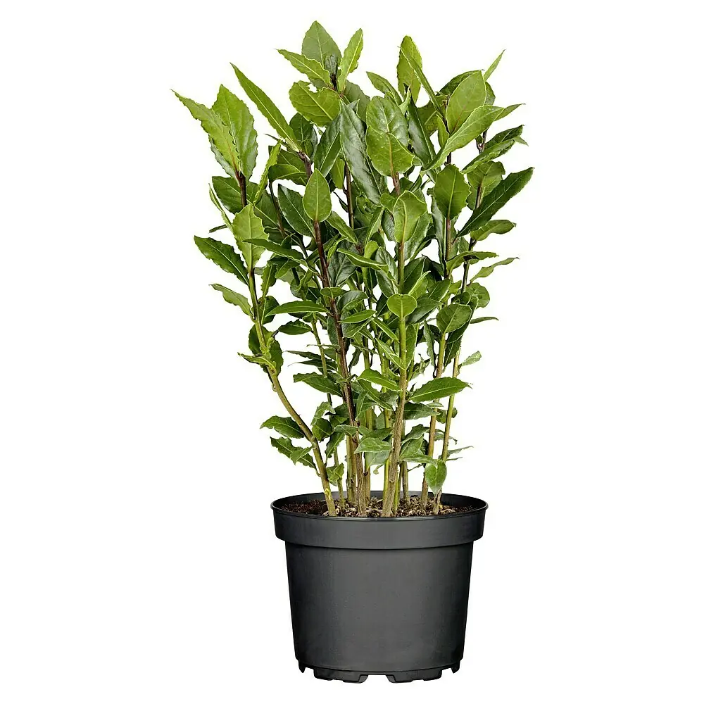 Lorbeer Obelisk - Laurus nobilis, Topfgre: 27 cm online kaufen bei BAUHAUS