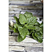 Piardino Zitronenmelisse Bio (Topfgröße: 12 cm)