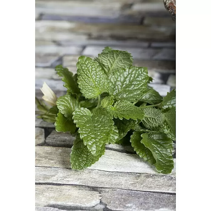 Piardino Bio Zitronenmelisse Relex - Melissa officinalis Relax, Topfgröße: 12 cm - Stimmungsaufnahme