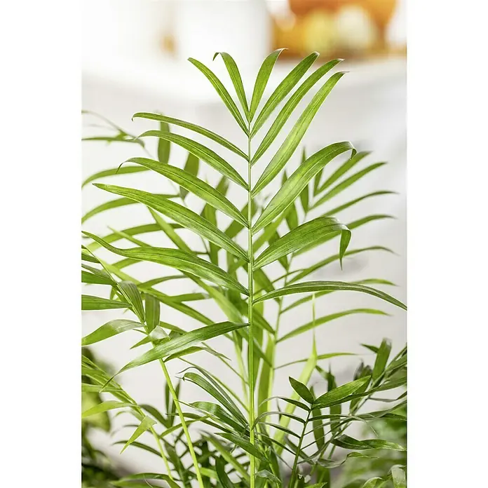 Piardino Bergpalme - Chamaedorea elegans, Topfgröße: 12 cm - Nahaufnahme einer Zimmerpalme mit gefiederten Blättern, die eine beruhigende grüne Note in Innenräume bringt und die Luftqualität verbessert.