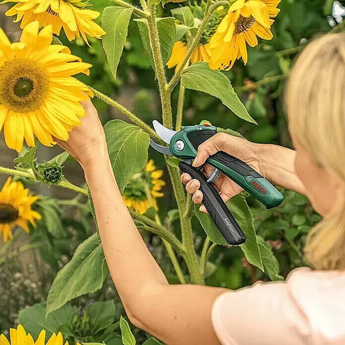 Bosch Akku-Strauchschere EasyPrune - 3,6 V, 1 Akku, Max. Aststärke: 25 mm - Anwendungsbeispiel