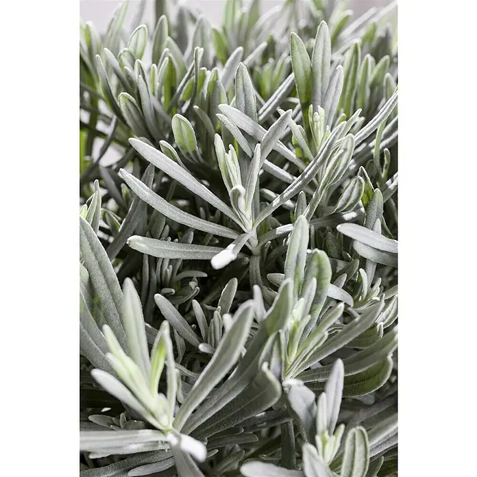 Blu Bio Currykraut BioHelichrysum angustifolia Detail Shot