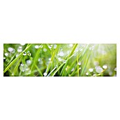 Küchenrückwand WandArt easy (Grass, 200 x 58,5 cm, Stärke: 3 mm, Schichtstoff) | BAUHAUS