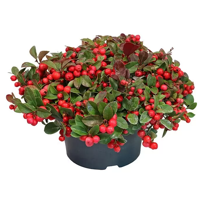 Piardino Rote Teppichbeere - Gaultheria procumbens, Topfgröße: 23 cm - Vorderansicht