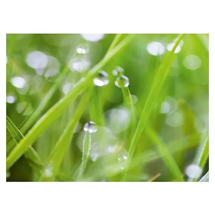 Küchenrückwand WandArt easy - Grass, 80 x 58,5 cm, Stärke: 3 mm, Schichtstoff - Vorderansicht