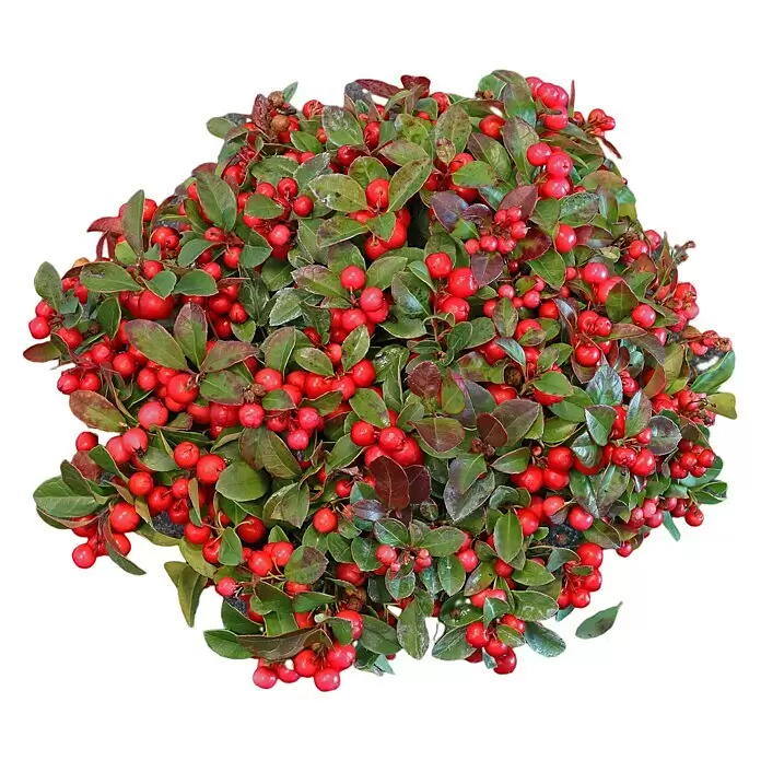 Piardino Rote Teppichbeere - Gaultheria procumbens, Topfgröße: 23 cm - Ansicht von oben