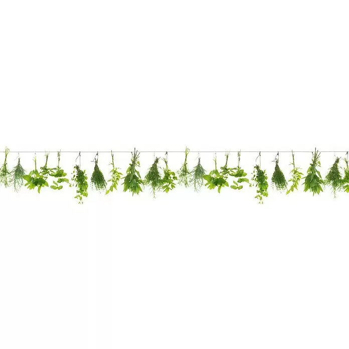 Küchenrückwand WandArt easy - Herbs Line, 120 x 58,5 cm, Stärke: 3 mm, Schichtstoff - Vorderansicht