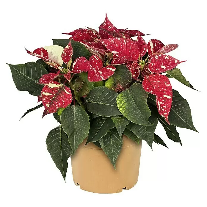 Piardino Weihnachtsstern zweifarbig - Euphorbia pulcherrima Fellings Rosa, Topfgröße: 11 cm, Zweifarbig - Weihnachtssternpflanze mit rot-weiß gefleckten Blättern in einem terrakottafarbenen Topf.