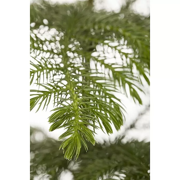 Piardino Zimmertanne - Araucaria heterophylla, Topfgröße: 17 cm - Nahaufnahme eines leuchtend grünen Pflanzenzweigs mit zarten, nadelförmigen Blättern und hellerem Neuaustrieb.