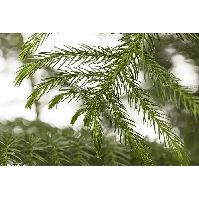 Piardino Zimmertanne - Araucaria heterophylla, Topfgröße: 17 cm - Nahaufnahme eines Zweigs einer Sicheltanne mit ihren feinen, grünen Nadeln, die eine zarte und filigrane Textur zeigen.