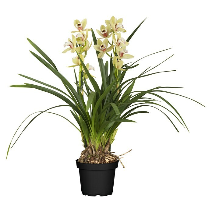 Cymbidium 12  2 Triebe i.F. gem.