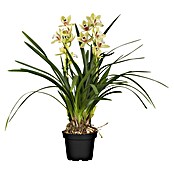 Cymbidium 12  2 Triebe i.F. gem.