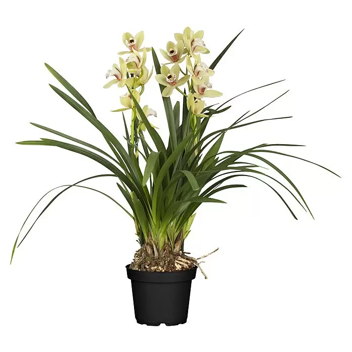 Piardino Kahnorchidee - Cymbidium, Sortenabhängig - Vorderansicht