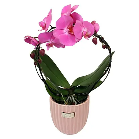 Piardino  Orquídea mariposa