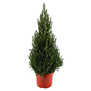 Piardino Zuckerhut-Fichte im roten Topf (Picea glauca, Topfgröße: 26 cm)