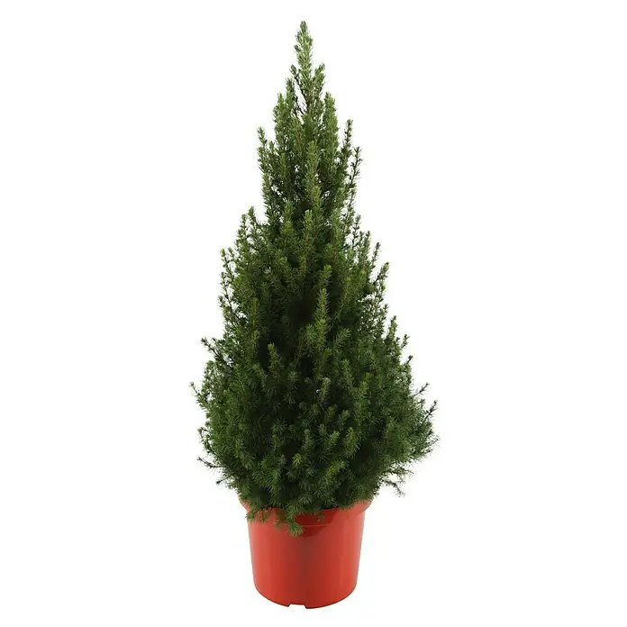 Piardino Zuckerhut-Fichte XXL - Picea conica, Topfgröße: 26 cm - Nahaufnahme eines lebenden, immergrünen Yukon-Fichtenzapfens in einem roten Topf, perfekt für festliche Dekorationen im Innenbereich.