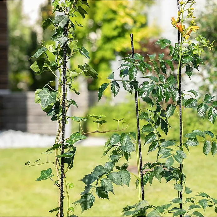 Windhager Pflanzstab - Ø x L: 0,8 x 120 cm - Zwei Pflanzenstützen im Garten, eine mit Efeu bewachsen, die andere mit Trompetenblume, die Pflanzen Halt geben und das Wachstum fördern.