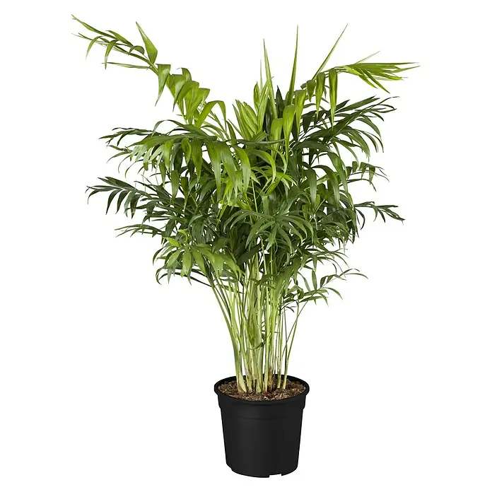 Bergpalme - Chamaedorea elegans - Zimmerpflanze Areca Palme in einem schwarzen Topf. Die Pflanze hat viele grüne Blätter und Stängel, die aus dem Topf ragen.