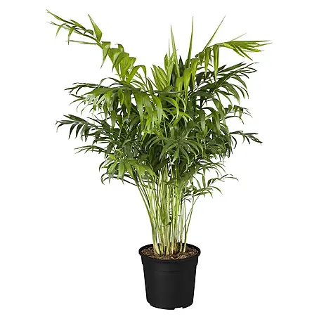 Piardino  Bergpalme
