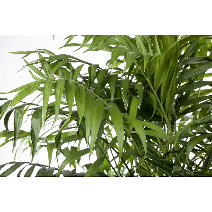 Piardino Bergpalme - Chamaedorea elegans, Topfgröße: 17 cm - Nahaufnahme einer Zimmerpalme mit ihren gefiederten, grünen Blättern, die eine beruhigende und tropische Atmosphäre erzeugen.