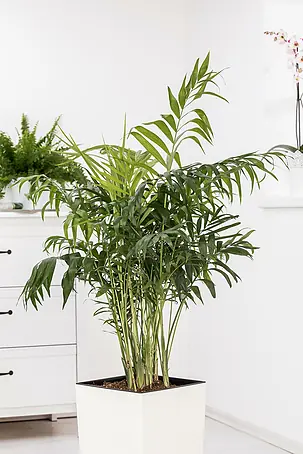 epipremnum hanoman sp bali variegata Epipremnum 'Bali' Variegated  RPF Labs
