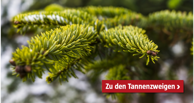 Teaser Tannenzweige