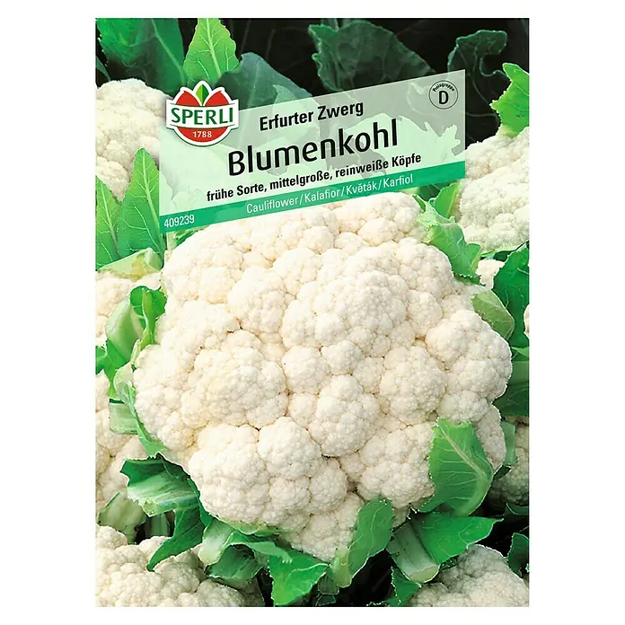 Sperli Gemüsesamen Blumenkohl - Brassica oleracea, Saatzeit: Februar, Erntezeit: Juli - Produktbild von "Erfurter Zwerg Blumenkohl" Samen von Sperli.