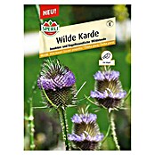 Sperli Blumensamen Wilde Karde (Dipsacus fullonum, Lila, Saatzeit: April, Blütezeit: Juli) | BAUHAUS