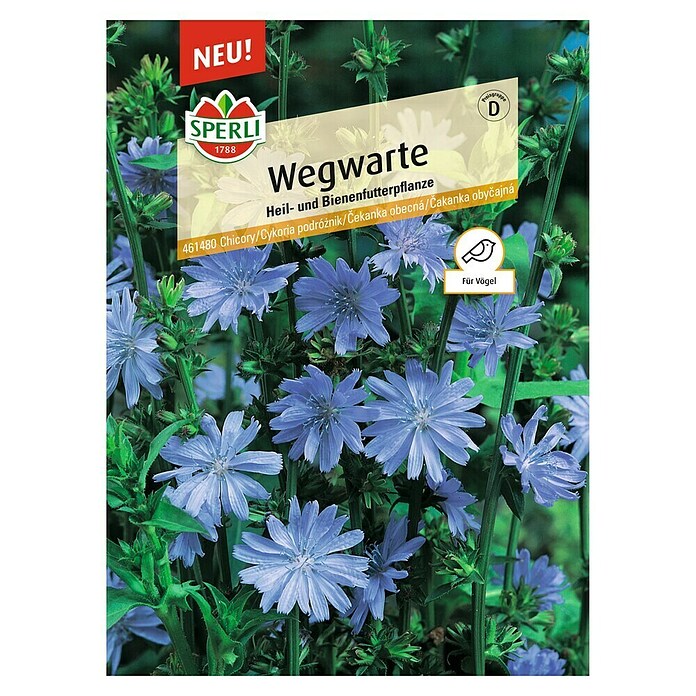 Sperli Blumensamen Wegwarte (Cichorium intybus, Blauviolette) | BAUHAUS