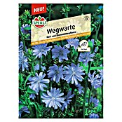 Sperli Blumensamen Wegwarte (Cichorium intybus, Blauviolette) | BAUHAUS