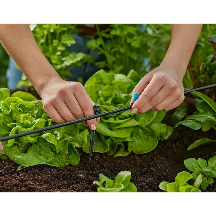 Gardena Micro-Drip Rohrhalter - 15 Stk., Größe Anschluss: ³⁄₁₆″ - Eine Person installiert eine Bewässerungsanlage für Salatpflanzen, die für eine effiziente Bewässerung sorgt.
