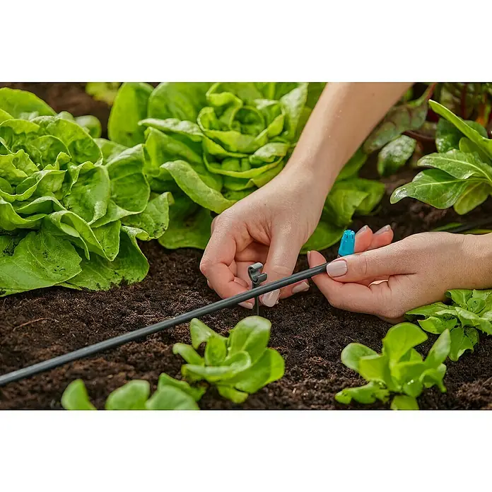 Gardena Micro-Drip Rohrhalter - 15 Stk., Größe Anschluss: ³⁄₁₆″ - Bewässerungssystem wird im Garten aufgebaut, um Salatpflanzen mit einem Tropfschlauch effizient zu bewässern.